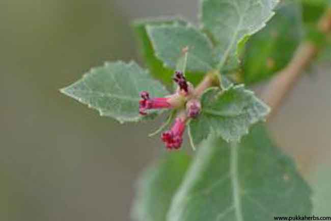 गुग्गुल